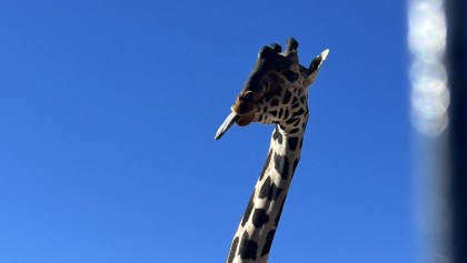 ¡Victoria! Rescatan a la jirafa Benito y la llevan al Africam Safari en Puebla