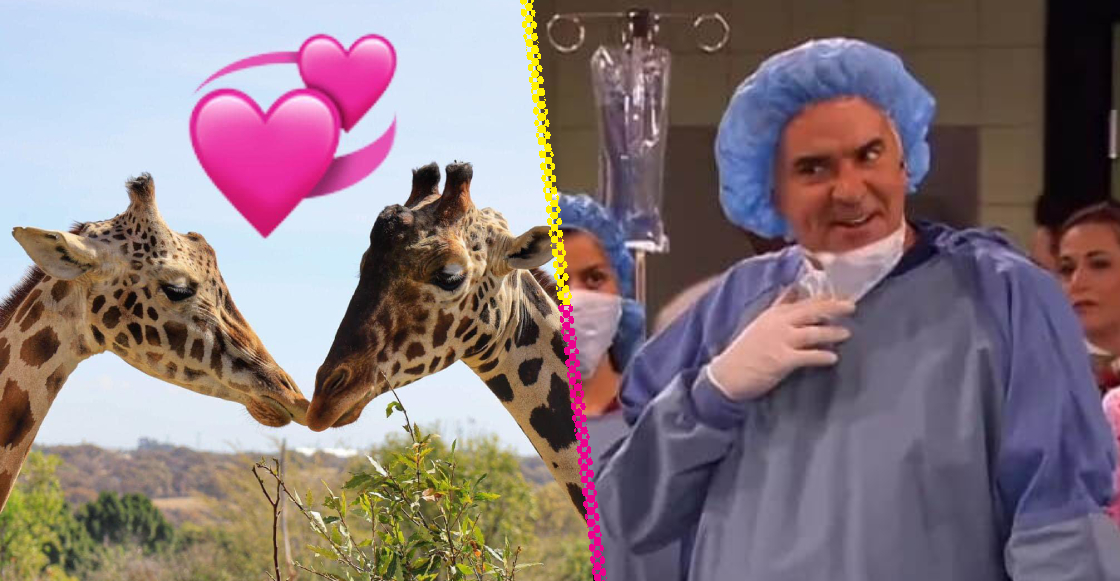 ¡Qué galán! La jirafa Benito ya encontró el amor en Puebla y awww