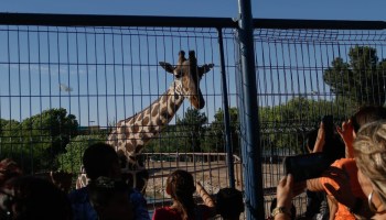 Frenan el traslado de la jirafa Benito a Puebla, ¿por qué?