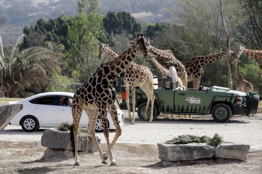 Travieso: La jirafa Benito ya encontró el amor en Puebla y awww
