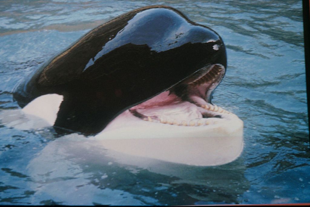 La orca Keiko