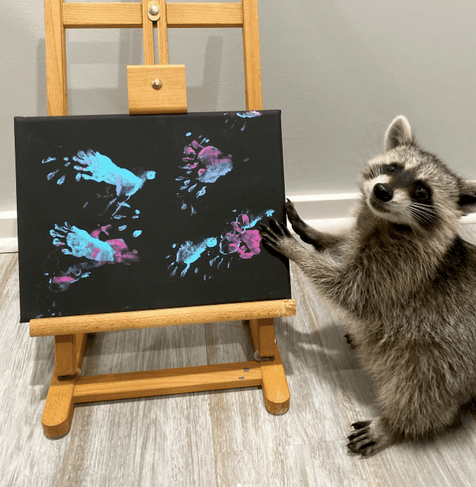 La historia de los mapaches pintores 