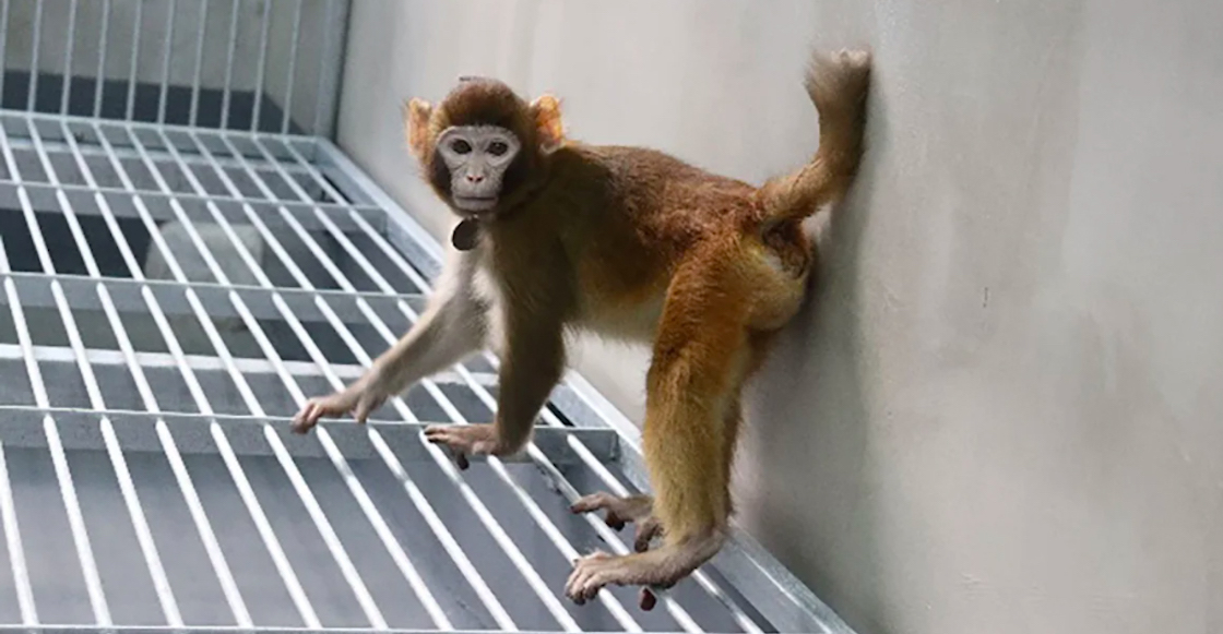China’s new cloned monkey and the increasingly close human copies