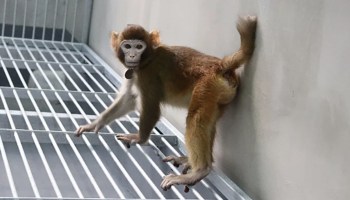 Nuevo mono clonado en China