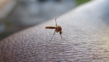 Los casos de dengue en México.