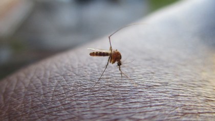 Los casos de dengue en México.