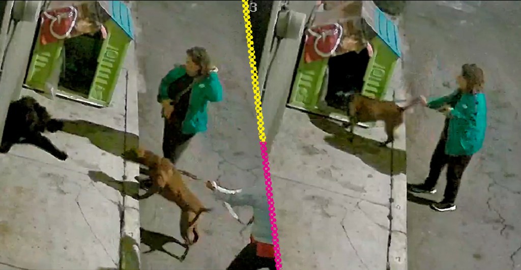 Video: Mujeres llevan pitbull para atacar a perritos callejeros en Iztapalapa