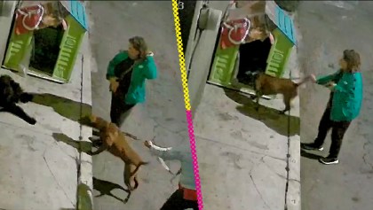 Video: Mujeres llevan pitbull para atacar a perritos callejeros en Iztapalapa