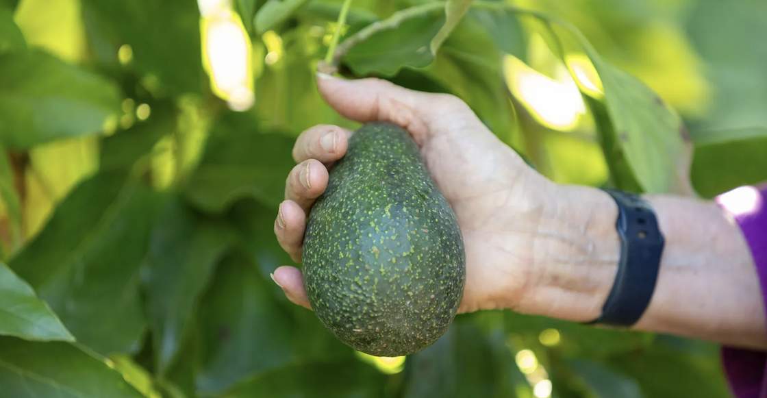 nueva-especie-aguacate-nuevo-estados-unidos-peligro-mexico-campo-1