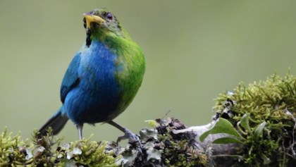 Pájaro mitad macho y mitad hembra en Colombia.