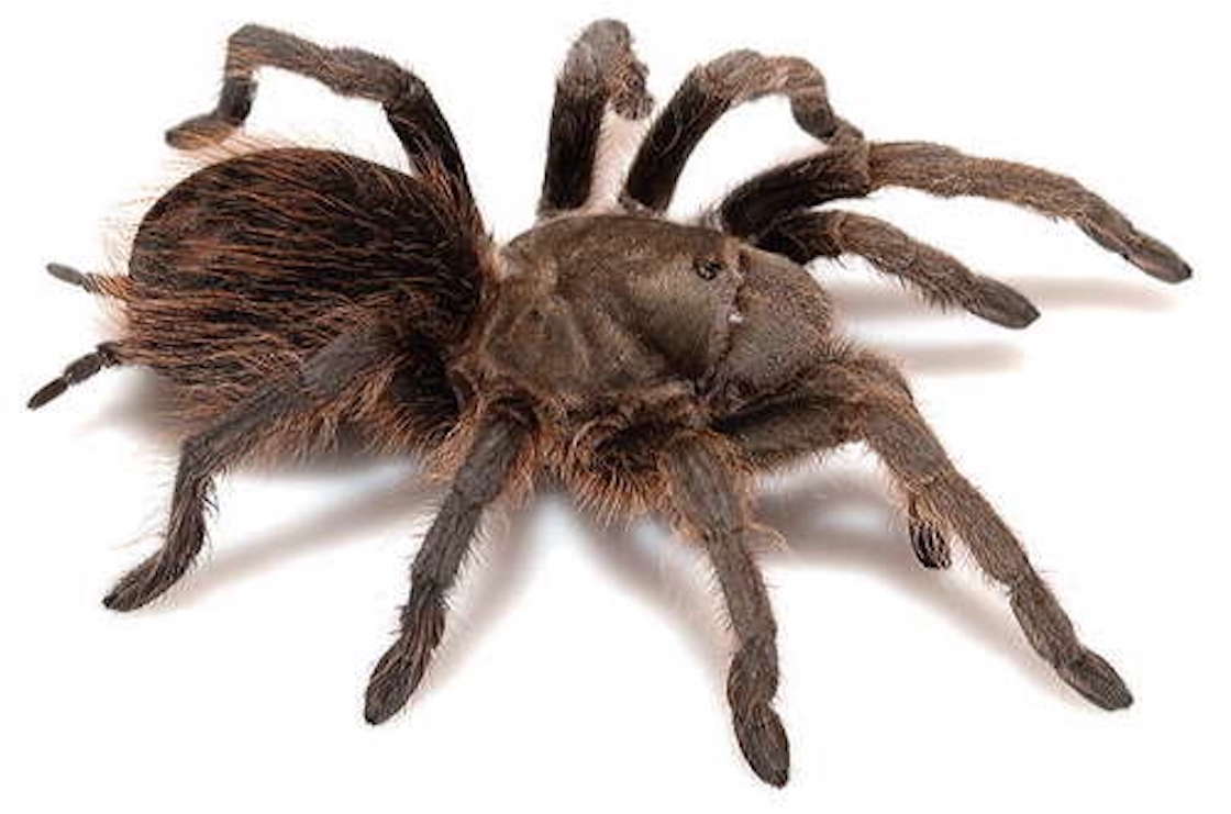 Tarántula del Pedregal