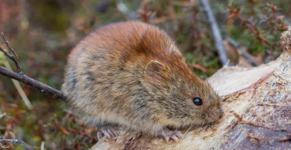 alaskapox mamifero roedor alaska