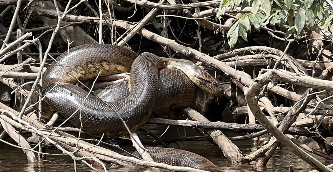 La anaconda más grandel mundo