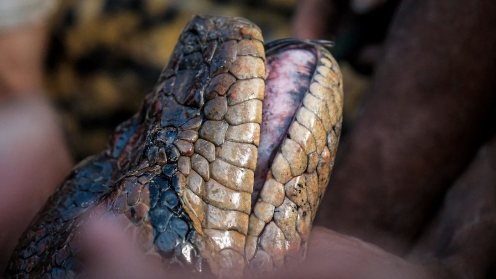 La anaconda más grandel mundo