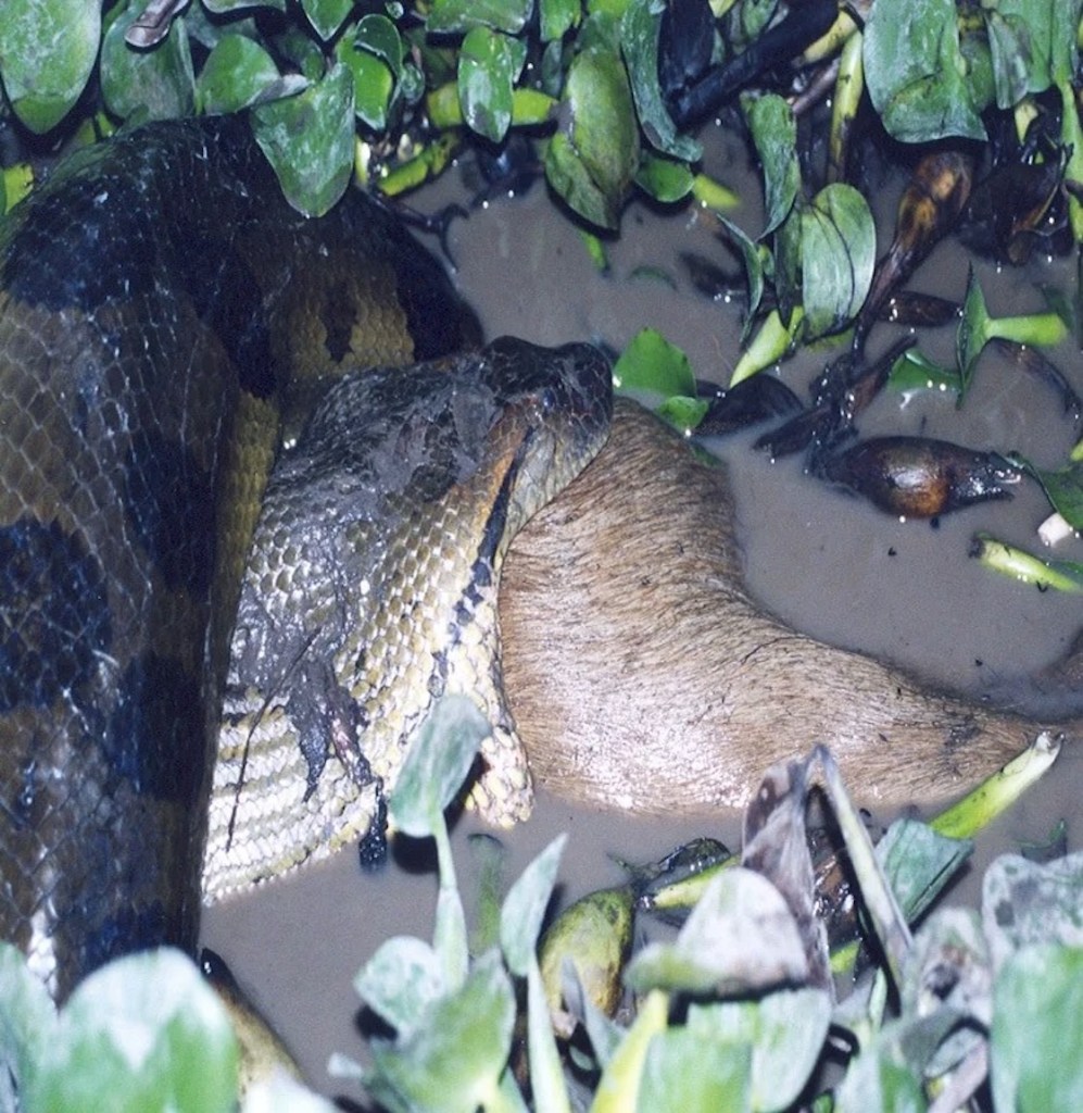 La anaconda más grandel mundo