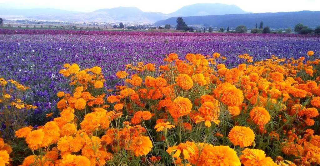 Se viene la primavera: Algunos campos de flores para visitar en México