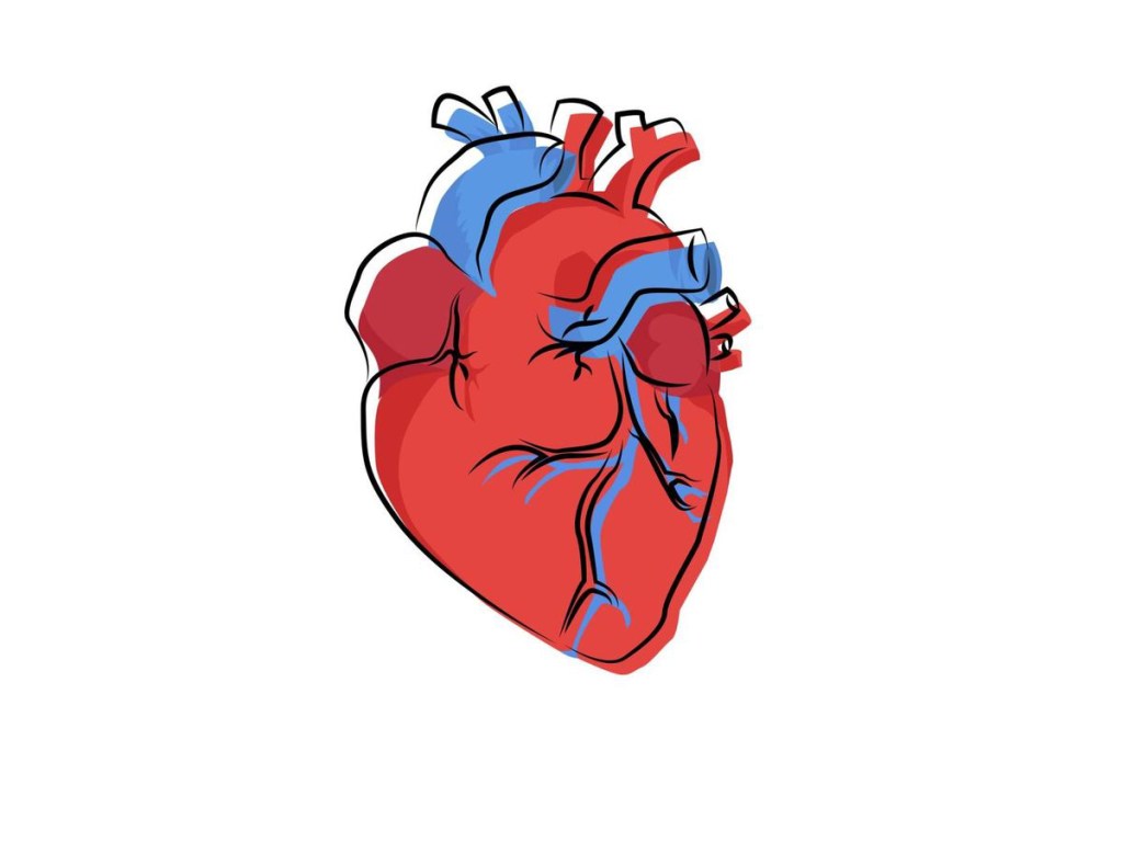 Un diagrama del corazón humano.