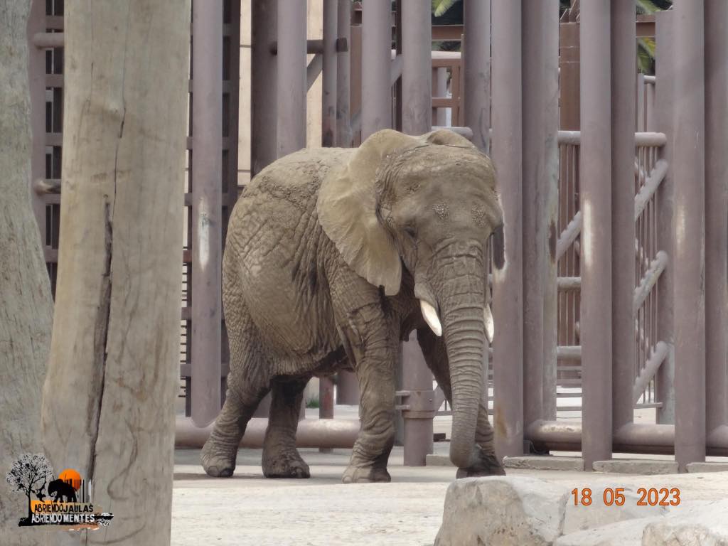 La elefanta Ely en su recinto en el Zoológico de San Juan de Aragón.