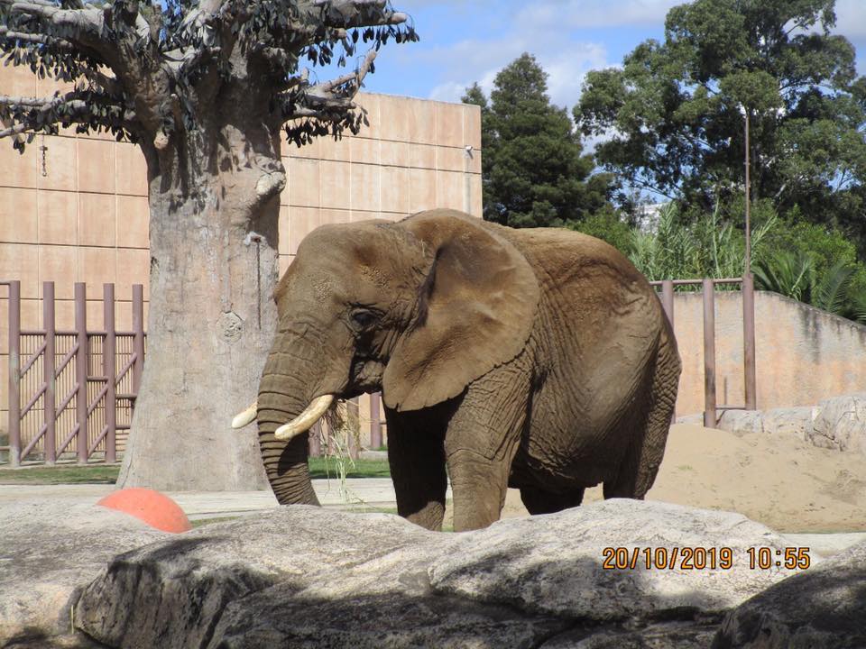 Así se ve la elefanta Ely en el Zoológico de San Juan de Aragón.