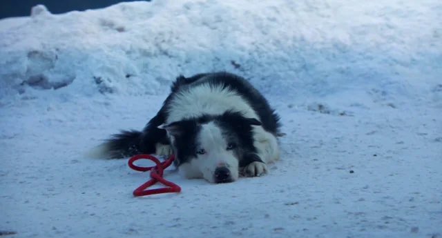 Messi: La historia del perrito que fue invitado a los premios Oscar 2024