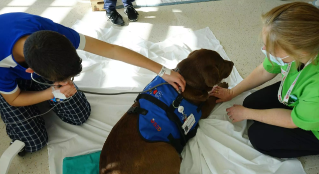 El hospital que tiene a perritos como ‘empleados’ para apoyar el tratamiento de niños