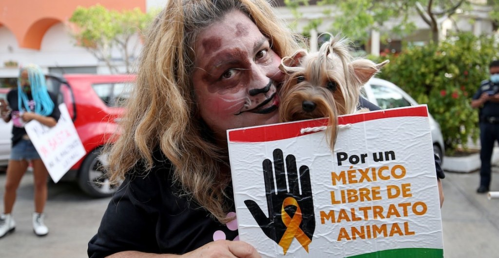 Prohibición del maltrato animal: 3 puntos que tienen que tienen que saber de la reforma de AMLO