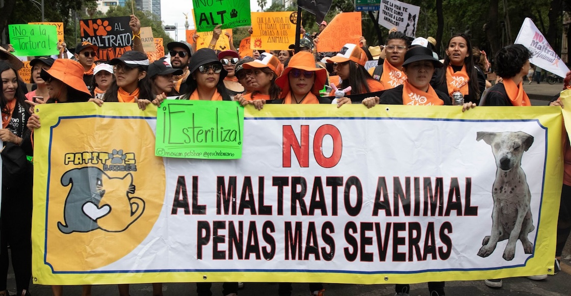 Prohibición del maltrato animal en México: 3 puntos que tienen que