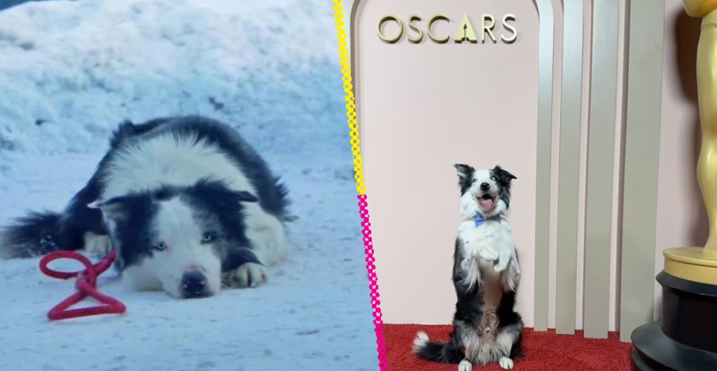 Messi: La historia del perrito que fue invitado a los premios Oscar 2024