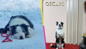 Messi: La historia del perrito que fue invitado a los premios Oscar 2024