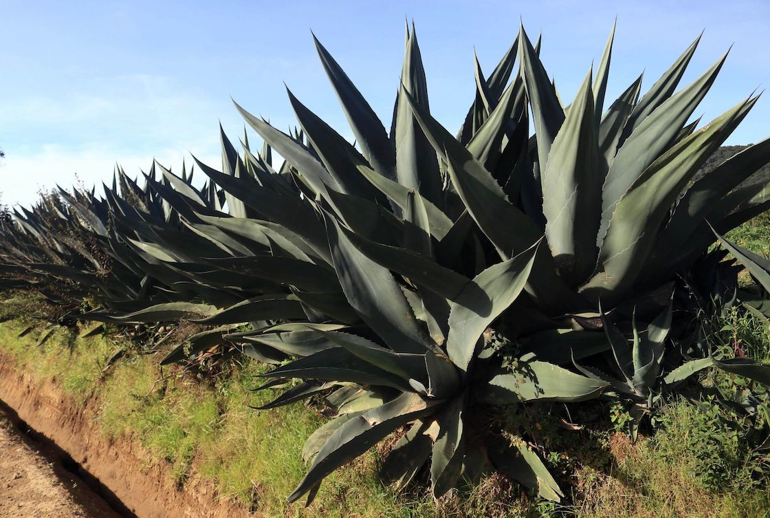 Proceso para preparar el pulque.