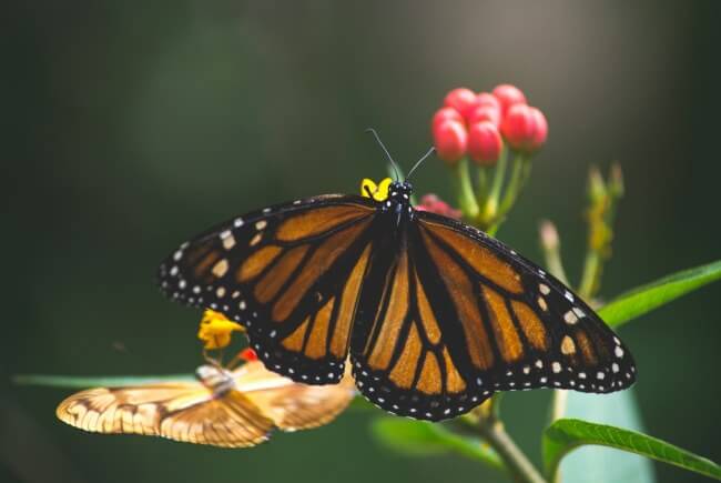 La genial (y poco conocida) relación entre los caimanes y las mariposas