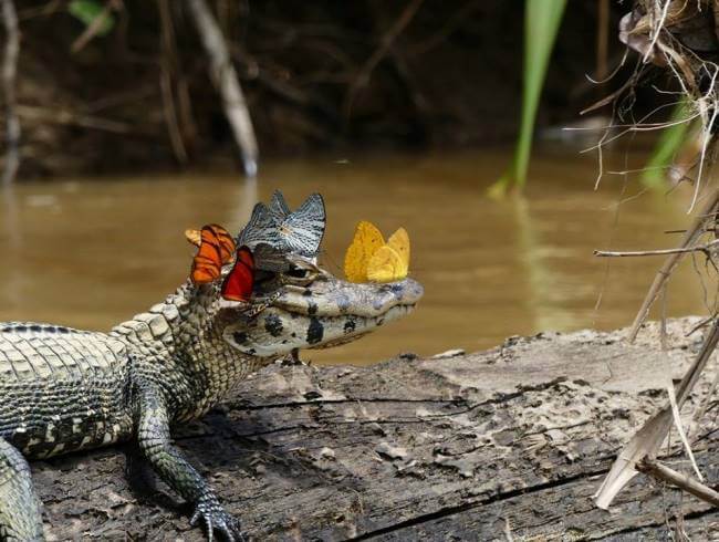 La genial (y poco conocida) relación entre los caimanes y las mariposas