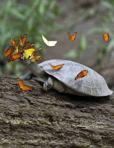 La genial (y poco conocida) relación entre los caimanes y las mariposas