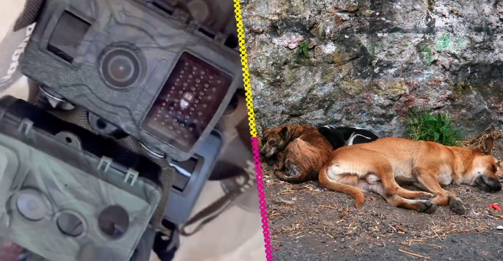 Les roban cámaras para descubrir a asesino serial de perros en Xochimilco.