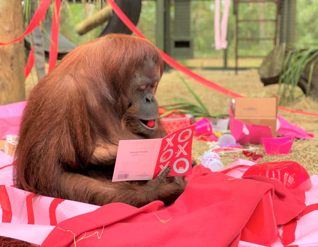 La orangutana Sandra celebrando su cumpleaños y San Valentí en en un santuario de Florida.