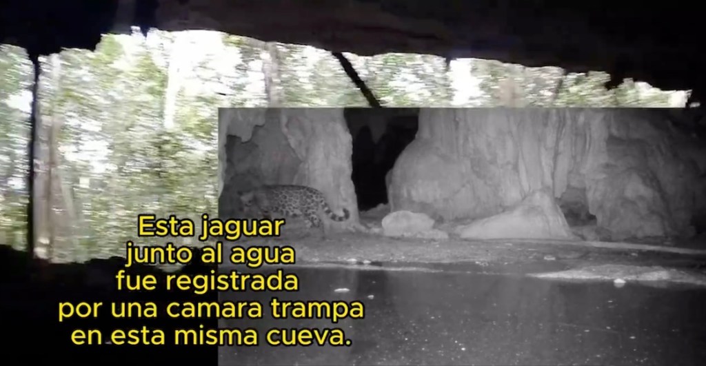 Cemento dentro de las cuevas de la Garra del Jaguar por el Tren Maya: Un 'río' de contaminación