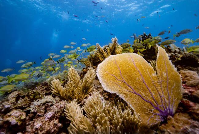 6 iniciativas para proteger los océanos