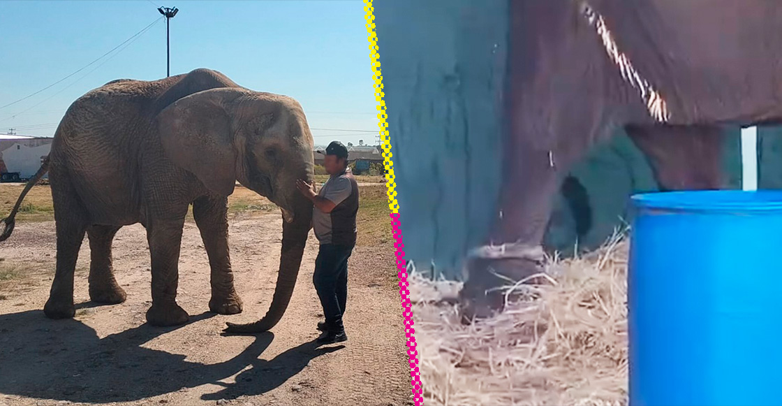 Elefanta Annie: su historia, qué le pasó y a dónde irá
