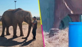 Elefanta Annie: su historia, qué le pasó y a dónde irá