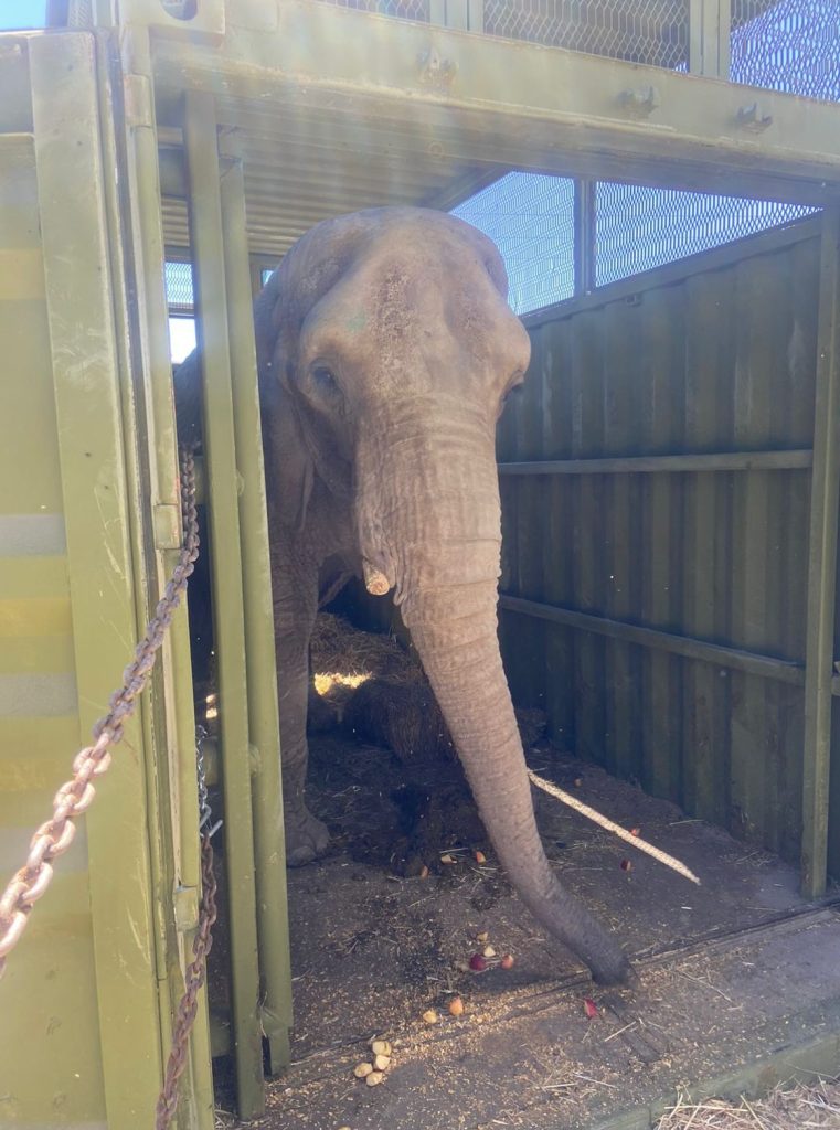 La elefanta Annie dentro del contenedor que la llevará a San Juan de Aragón, en CDMX.
