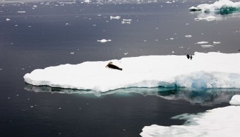El hielo marino del Ártico