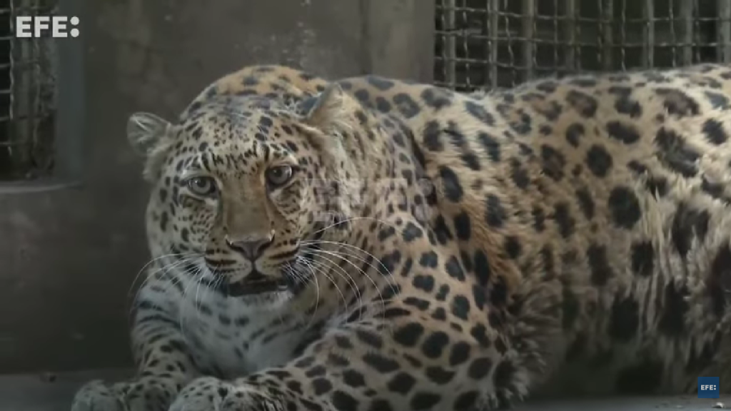 Leopardo con sobrepeso estará a dieta en un zoológico de China