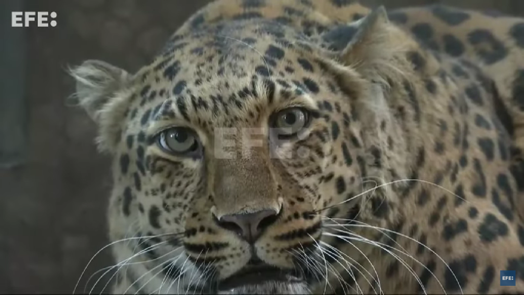 Leopardo con sobrepeso estará a dieta en un zoológico de China