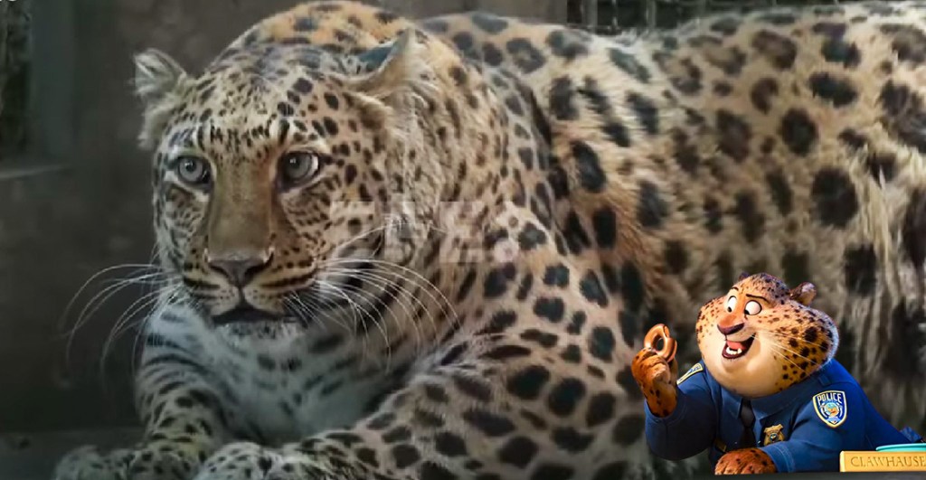 El caso del leopardo con sobrepeso al que pondrán a dieta en un zoológico de China. Noticias en tiempo real