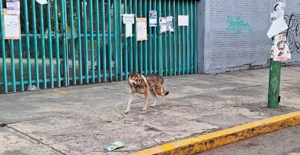 Historias chilangas: Niño se rifa capturando a un lobo que deambulaba por las calles de Aragón