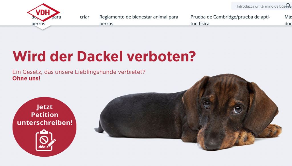 La petición de la Federación Canina de Alemania para evitar la prohibición de perros salchicha.