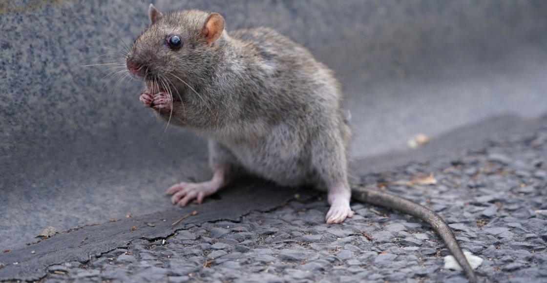 Denles pa'l bajón: Ratas comen marihuana decomisada de una estación de Policía