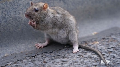 Denles pa'l bajón: Ratas comen marihuana decomisada de una estación de Policía