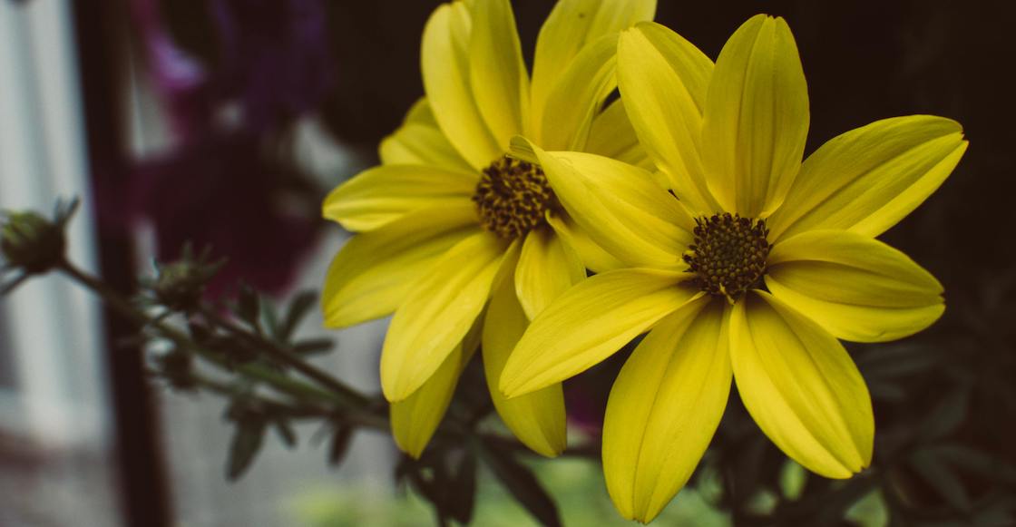 ¿Por qué se regalan flores amarillas?