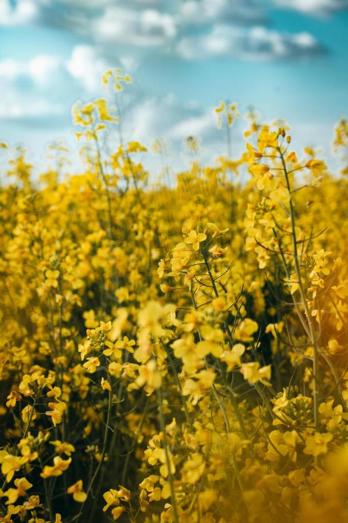 ¿Por qué se regalan flores amarillas?